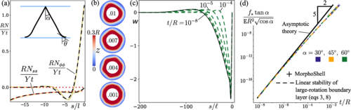 剑桥大学研发基于软体机器人锥形液晶弹性体LCE材料 可承受数千倍自身重量(图4)